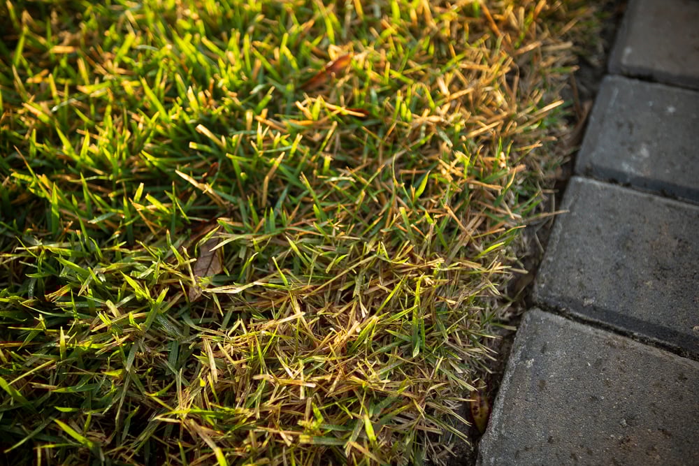 ﻿Do’s and Don’ts of Central Florida Sod Installation